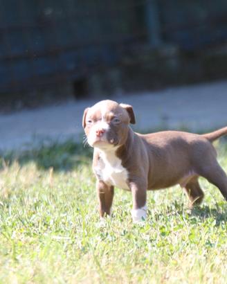 American bully Pocket