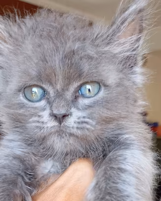 Gattino sacrobirmano persiano