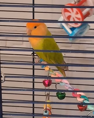 Pappagalli