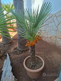 palmizie per il giardino