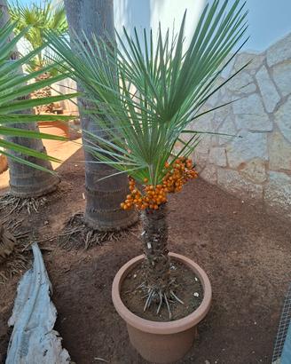 palmizie per il giardino