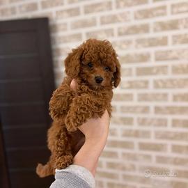 Barboncino mini toy red brown