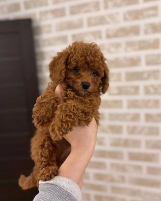 Barboncino mini toy red brown