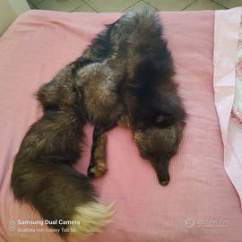 Collo di volpe scura  sfumature grigie anni 50