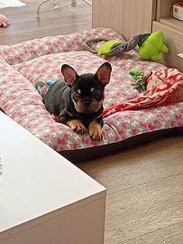 Cucciola buldog francese Bleach tan mesi 3;