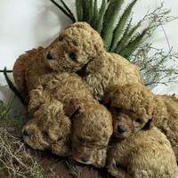 Barboncini toy color albicocca