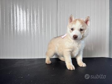 Siberian Husky con pedigree enci