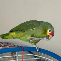 Amazzone fronte rossa