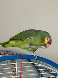 Amazzone fronte rossa