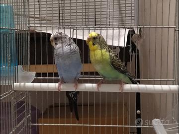 Cocorita ala nera maschio