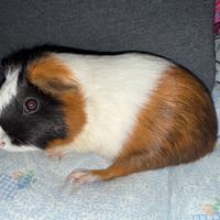 Cavia maschio