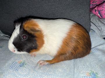 Cavia maschio