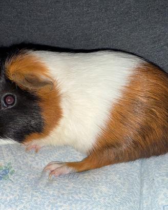 Cavia maschio