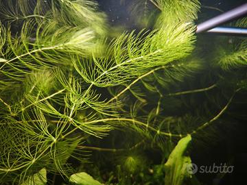 Ceratophyllum Demersum pianta acquario anti alghe
