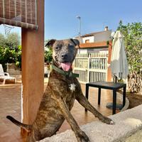 Cagnolina Border Collie di 3 anni