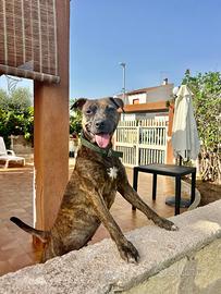 Cagnolina Border Collie di 3 anni