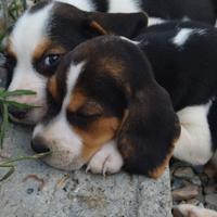 Cuccioli di beagle tricolore