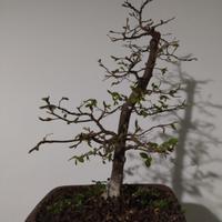 Carpino nero bonsai
