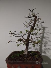 Carpino nero bonsai