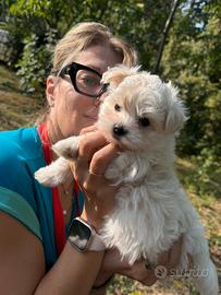 Maltese