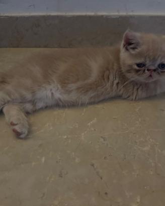 Splenditi cuccioli di gatto exotic