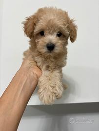 Barboncina toy cucciola