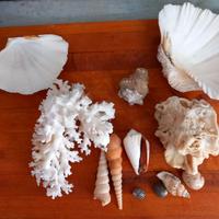Conchiglie da decorazione
