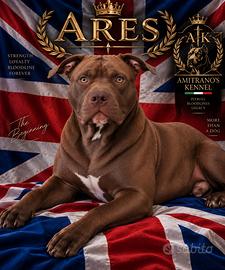 Pitbull