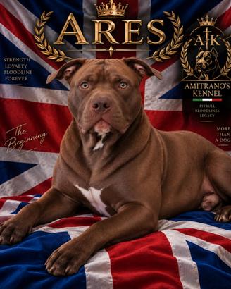 Pitbull