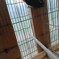 Inseparabile roseicolli maschio