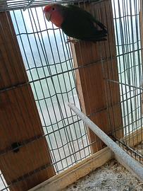 Inseparabile roseicolli maschio