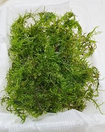 muschio per acquari o terrari 