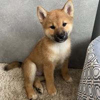 Shiba inu pedigree Enci