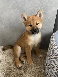 Shiba Enci