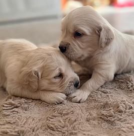 Cuccioli Golden Retriever con pedigree Enci