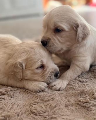 Cuccioli Golden Retriever con pedigree Enci
