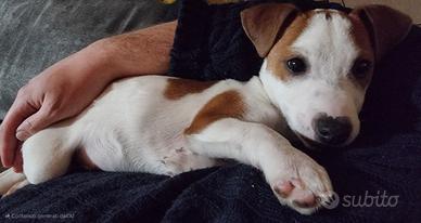 Jack Russell maschio per monta