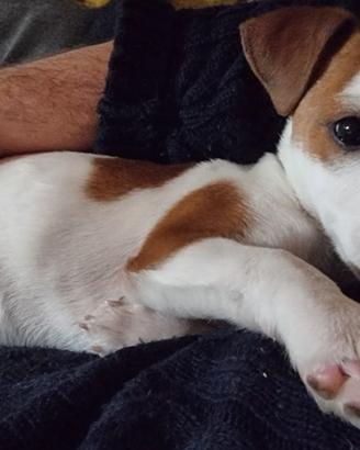 Jack Russell maschio per monta