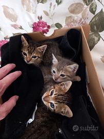 Gattini 2 mesi in adozione
