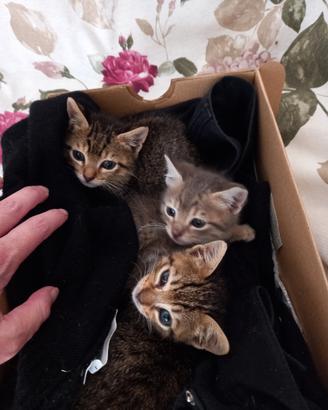 Gattini 2 mesi in adozione