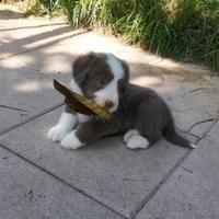 Voss e Vane - Bearded Collie