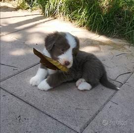 Voss e Vane - Bearded Collie