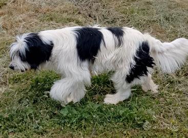 Cuccioloni adorabili