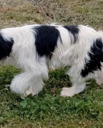 Cuccioloni adorabili