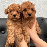 Barboncino