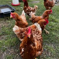 Galline ovaiole rosse