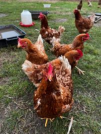 Galline ovaiole rosse