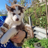 Cuccioli di Siberian Husky