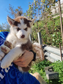 Cuccioli di Siberian Husky