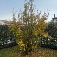 Albero di melograno